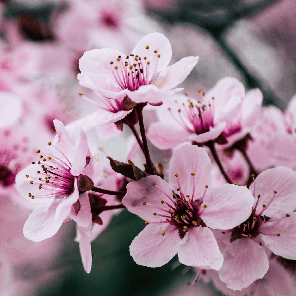 💗🌸Cherry Blossom 3D Silk #925 Lashes/Eyelashes